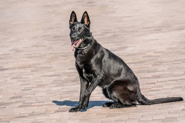 Black Shepherd Dog Sedí Chodníku — Stock fotografie