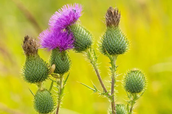 Scottish Kwiat Oset Bloom Polu Letnim — Zdjęcie stockowe