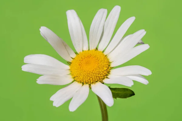 Yeşil Arka Planda Açan Papatya Çiçeği — Stok fotoğraf