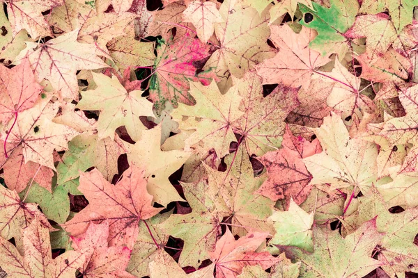 秋は地面に葉 背景概念の崩壊 パステルカラー — ストック写真