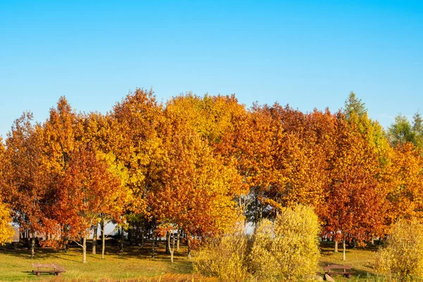 Colorido Paisaje Otoñal Hermoso Colorido Hojas Otoño Parque — Foto de Stock