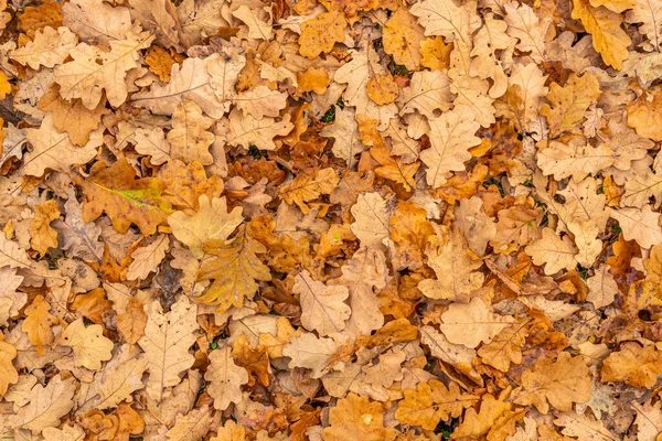 落ちた茶色のオークの葉 自然の秋の背景 — ストック写真