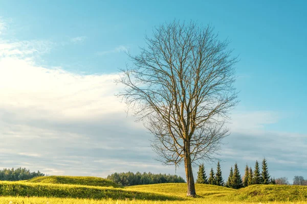 Ensamma Träd Står Utan Löv Hösten — Stockfoto