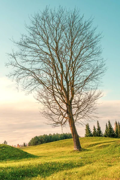 Podzimní Krajina Pole Osamělý Holý Strom — Stock fotografie