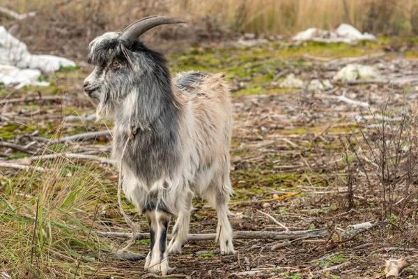 Drôle Pause Chèvre Dans Une Nature Sauvage — Photo