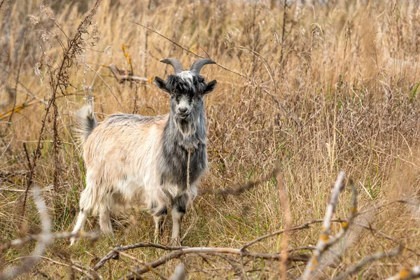 Chèvre Évadée Drôle Dans Une Nature Sauvage — Photo