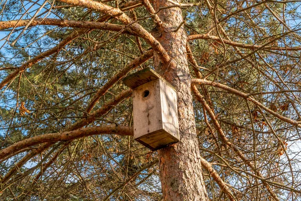 Casa Degli Uccelli Appesa Pino Durante Stagione Autunnale — Foto Stock