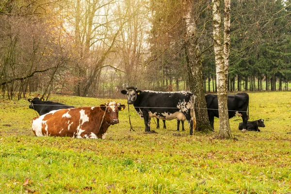 Pequeño Rebaño Vacas Pasto Verde Junto Los Árboles —  Fotos de Stock