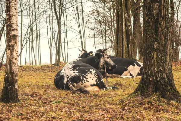 Pareja Vacas Acostadas Pasto Otoñal —  Fotos de Stock