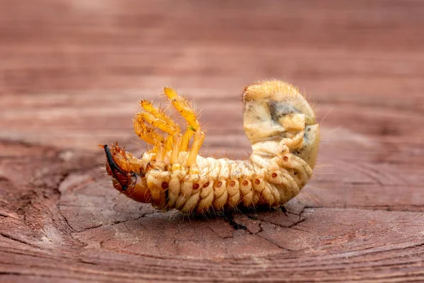 Larva Morta Dello Scarabeo Maggio Cockchafer Comune Insetto Maggio Melolontha — Foto Stock