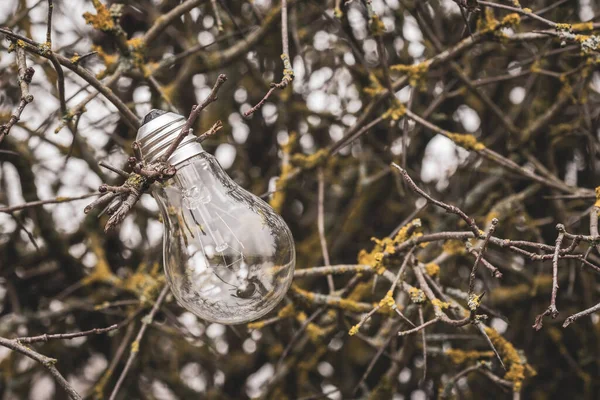 野生の茂みの枝に電球 エネルギーと環境の概念 — ストック写真