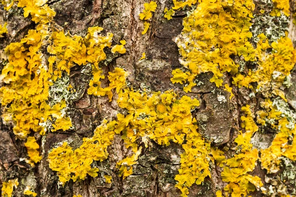 Žlutý Lišejník Kůře Stromu Stromový Kmen Zasažen Lišejníkem Strukturovaný Dřevěný — Stock fotografie