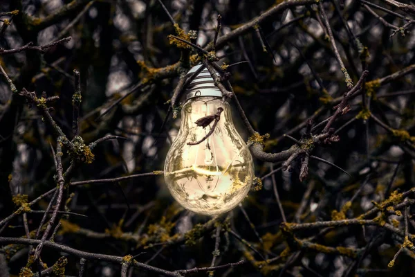 Glowing Light Bulb Branches Wild Bush — Stock Photo, Image