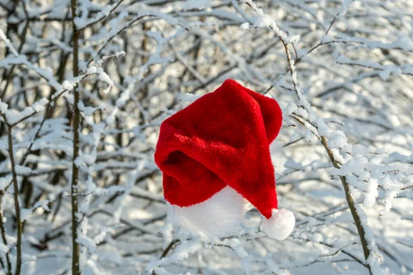 Chapéu Papai Noel Pendura Árvore Floresta Inverno — Fotografia de Stock