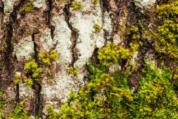 Кора Дерева Мхом Лишайником Текстуры — стоковое фото
