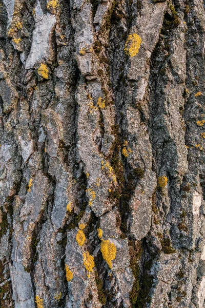 Casca Árvore Com Líquen Amarelo Pode Ser Usado Para Fundo — Fotografia de Stock