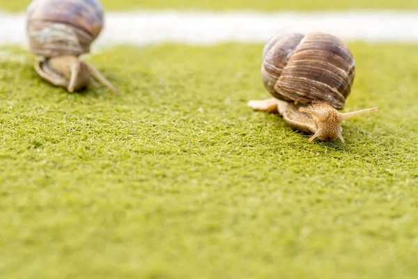 Competição Entre Dois Caracóis Jardim Uma Grama Artificial Verde — Fotografia de Stock