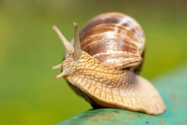 Snail Crawling Metal Pole Sunny Summer Day — Stock Photo, Image