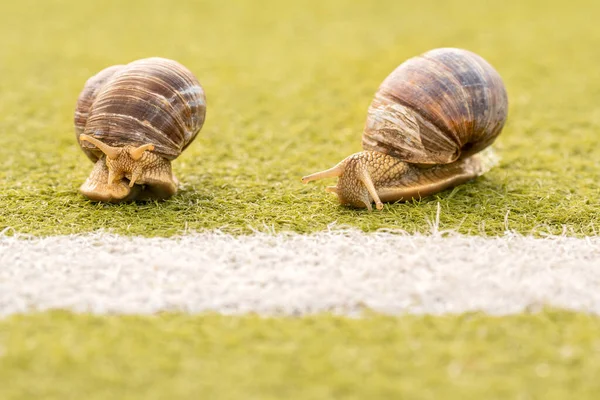 Dois Caracóis Linha Início Chegada Conceito Competição Vencedor Movimento Lento — Fotografia de Stock