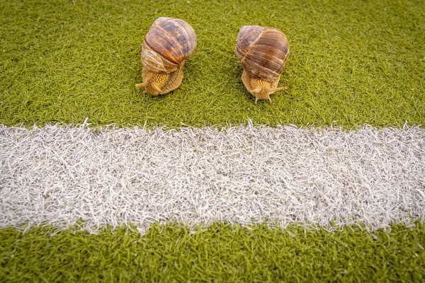 Snails Approaching Finish Line Concept Competition Winner Slow Movement Slowly — Stock Photo, Image