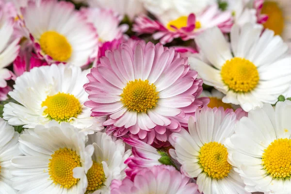 Zbliżenie Pięknych Wiosennych Kwiatów Bellis Perennis — Zdjęcie stockowe