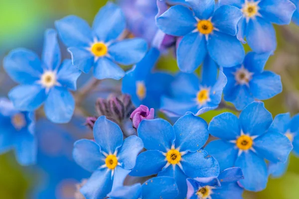 Vista Cerca Myosotis Sylvatica Pequeñas Flores Azules Sobre Fondo Borroso —  Fotos de Stock
