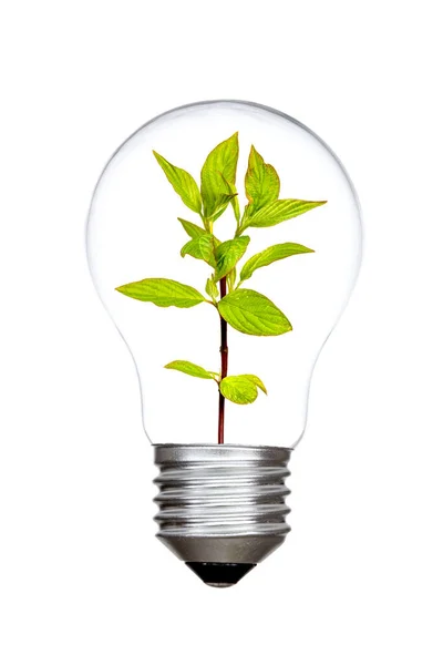 Conceptual Image Sustainable Energy Light Bulb Green Twig White Background — Stock Photo, Image