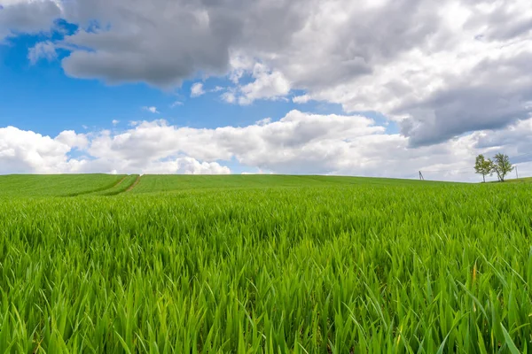 Yeşil Tahıl Tarlası Ufukta Mavi Gökyüzünde Bulutlar Ilkbahar Manzarası — Stok fotoğraf