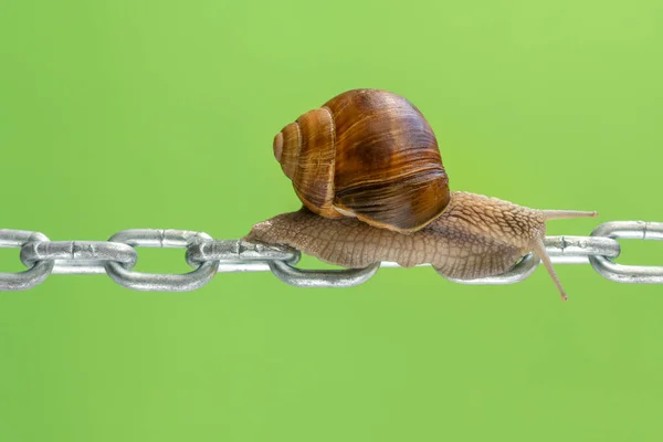 Caracol Jardim Rastejando Cadeia Metal Sobre Fundo Verde — Fotografia de Stock