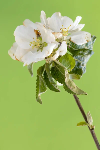 Primavera Rama Floreciente Manzano Sobre Fondo Verde — Foto de Stock