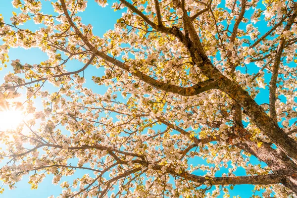 Manzano Floreciente Primavera Día Soleado Innumerables Flores Blancas Las Ramas —  Fotos de Stock