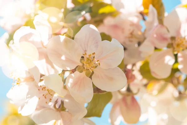 Flor Sobre Manzano Que Florece Cierran Primavera Enfoque Selectivo — Foto de Stock