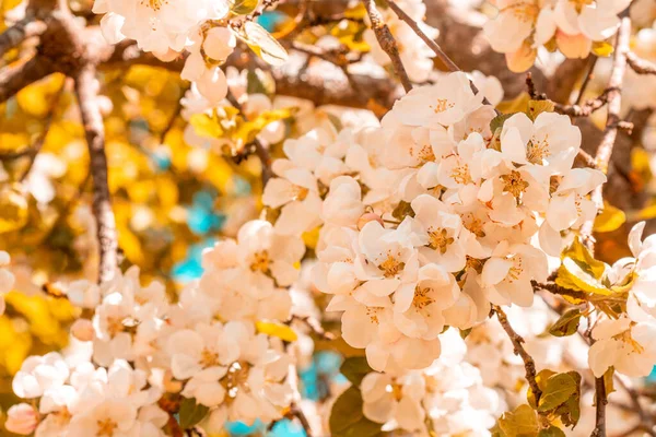 Floración Primaveral Manzanos Jardín — Foto de Stock