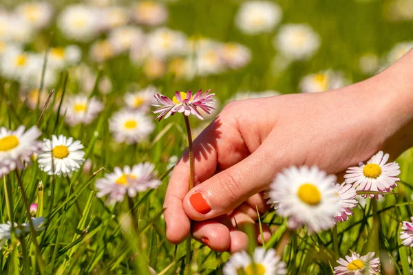 少女は牧草地で花を拾う 手を閉じる — ストック写真