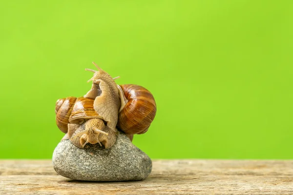 两个花园的蜗牛拥抱着 坐在石头上 选择性聚焦 复制空间 — 图库照片