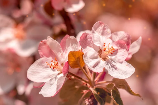 苹果树盛开 粉红花色背景 — 图库照片