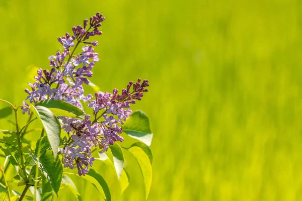 Lila Fliederblume Beginnt Zeitigen Frühling Blühen — Stockfoto