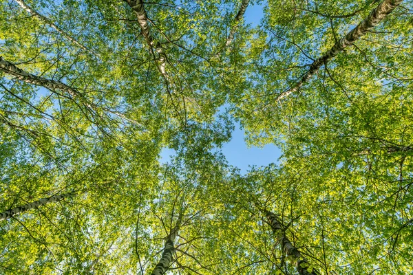 树顶着天空 从下面看桦树顶部 — 图库照片