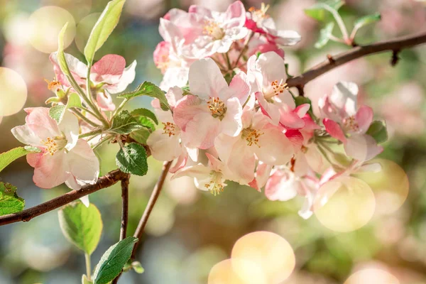 Weiße Blütenblumen Und Rosa Knospe Auf Einem Apfelbaumzweig Der Frühlingsblüte — Stockfoto