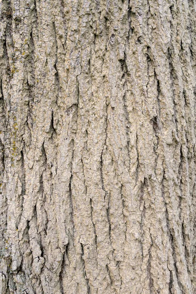 Textura Fondo Corteza Árbol Piel Corteza Árbol Que Rastrea Agrietamiento —  Fotos de Stock