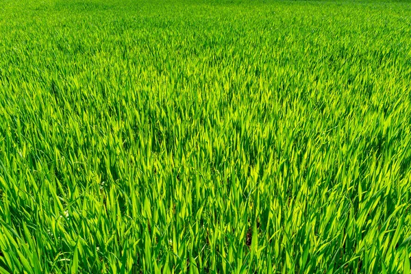Πράσινο Χωράφι Την Άνοιξη Πυκνά Βλαστάρια Σιταριού Σίκαλης Νέοι Βλαστοί — Φωτογραφία Αρχείου