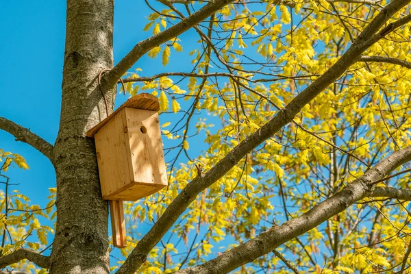 Πουλιά Σπίτι Κρέμεται Από Δέντρο Την Τρύπα Εισόδου Σχήμα Κύκλου — Φωτογραφία Αρχείου