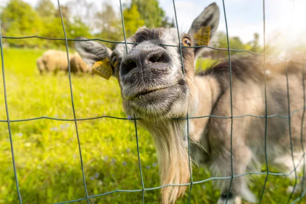 Funny Goat Sticking Out Head Metal Net — Stock Photo, Image