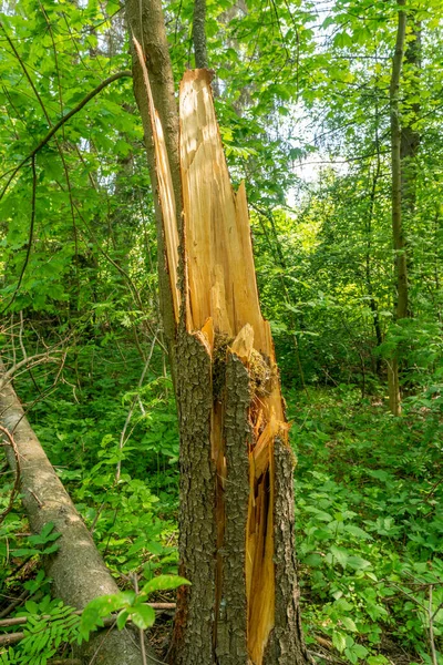 Arborele Distrus Pădure După Furtună Dură Vedere Conceptuală Unui Simbol — Fotografie, imagine de stoc