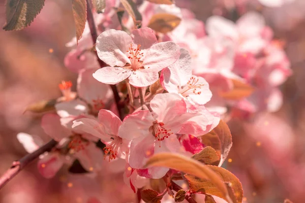 Huerto Manzanas Floreciente Que Brilla Por Luz Del Sol Mundo — Foto de Stock