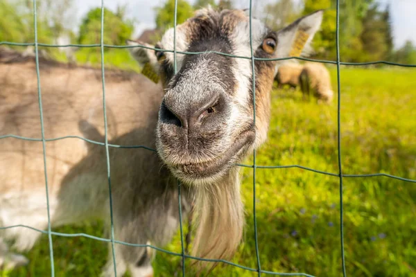 Curious Goat Sticking Out Head Metal Net — Stock Photo, Image