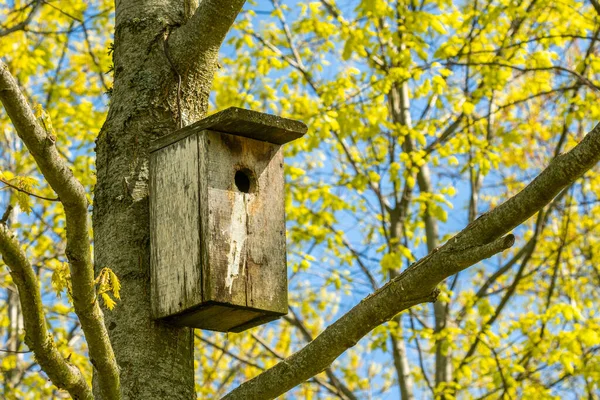 Una Piccola Scatola Legno Uccelli Scatola Nidificazione Birdhouse Albero Primavera — Foto Stock