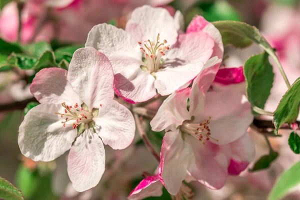 Hermosas Flores Flor Una Rama Manzano Primavera — Foto de Stock