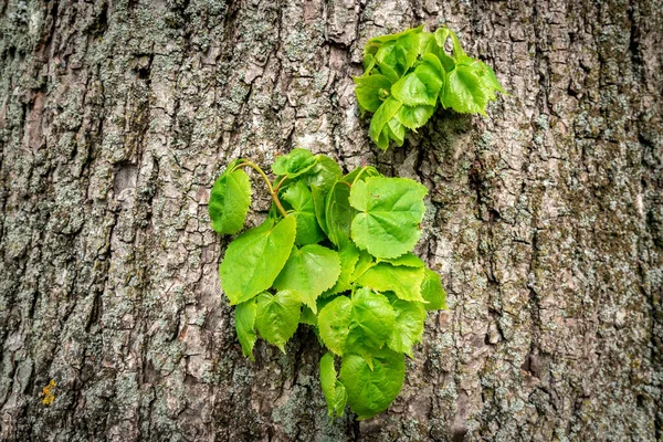Ramo Jovem Com Folhas Crescem Através Casca Árvore Novo Conceito — Fotografia de Stock