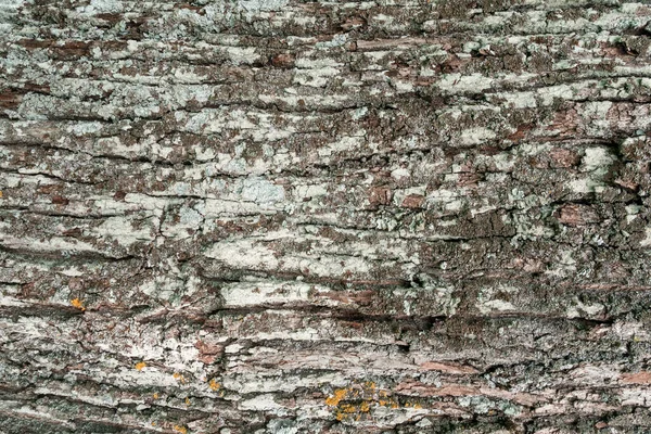 Close Van Schors Van Een Oude Boom Als Een Achtergrond — Stockfoto